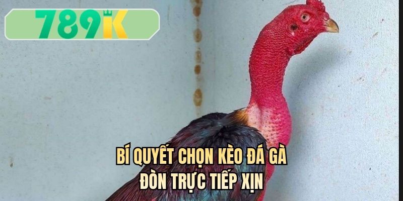 Bí quyết chọn kèo đá gà đòn trực tiếp xịn