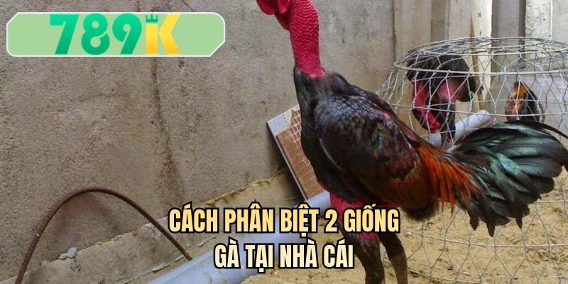 Cách phân biệt 2 giống gà tại nhà cái