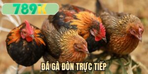 Đá gà đòn trực tiếp