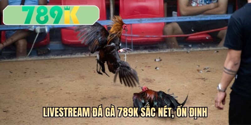 Livestream đá gà 789K sắc nét, ổn định